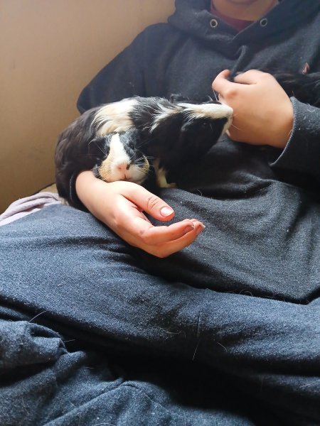 Two male guinea pigs named bean and lettuce
