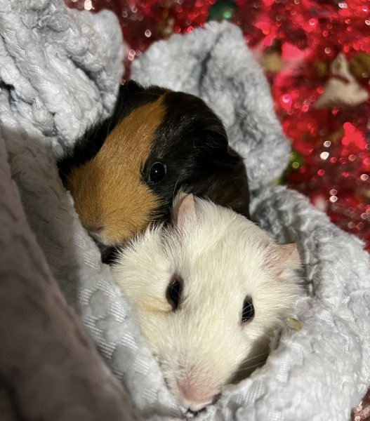 2 female Guinea pigs Ft. Worth Tx $40 plus all cage &amp; supplies